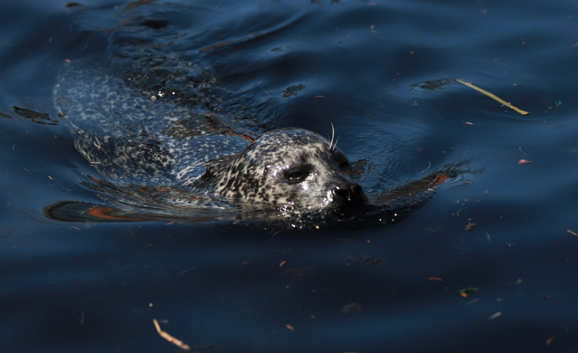 A Moment With A Seal