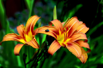 BLÜTEN