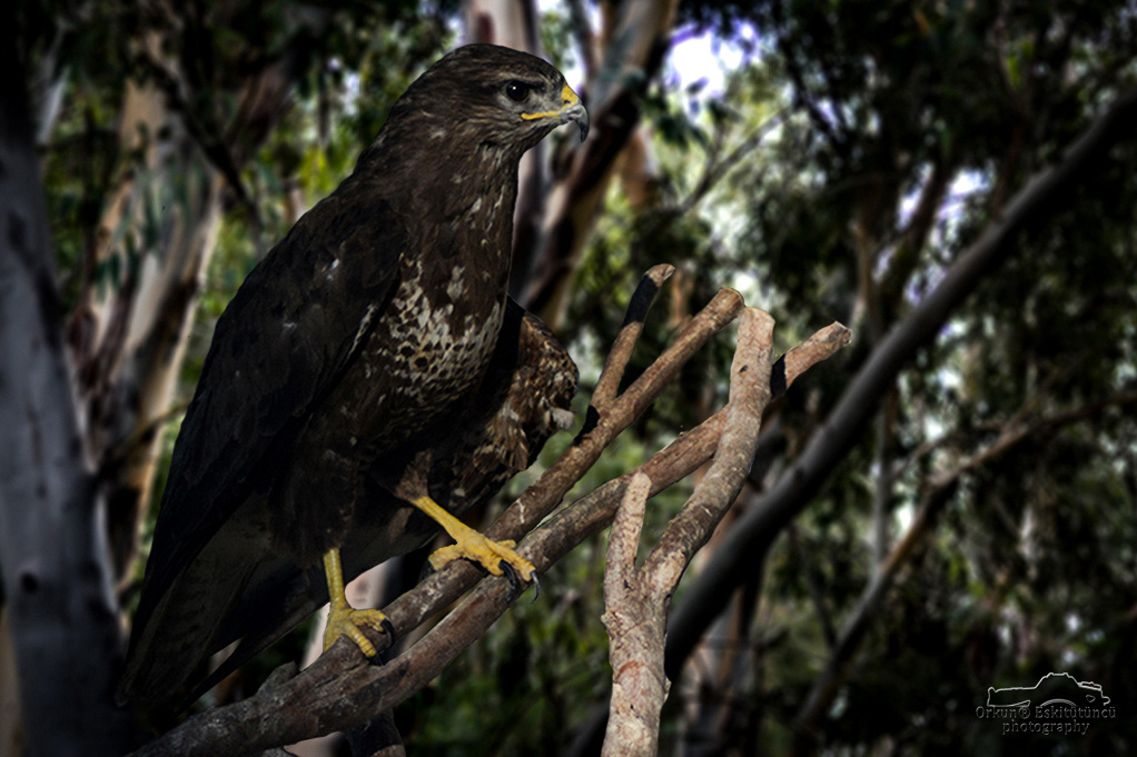 Şahin - Buzzard