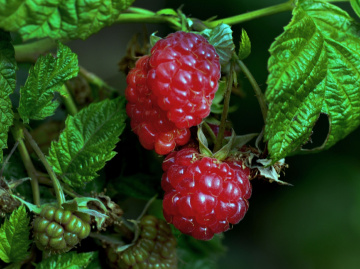 BEEREN