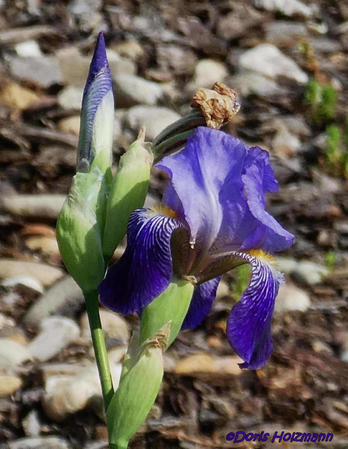 Blüten