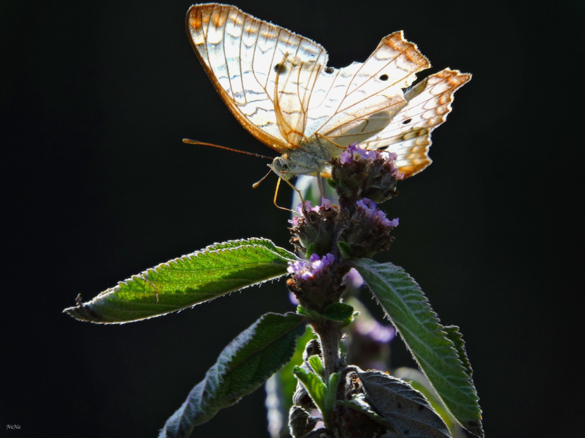 Borboleta 