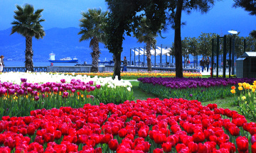 Sekapark'ta Laleler...