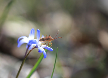 Insect