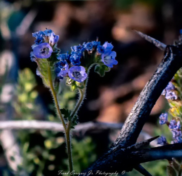 SONORAN DESERT FLOWER