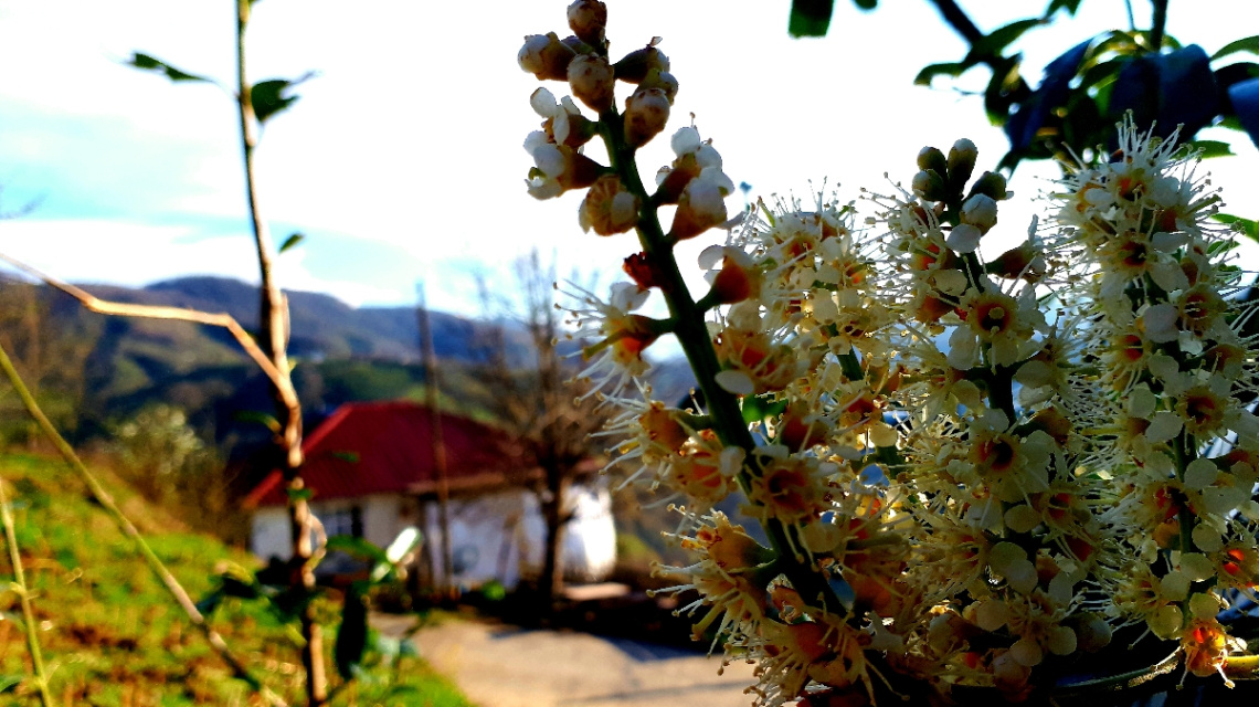 Bahar kıpırtıları