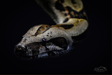 Boa Yılanı - Boa constrictor