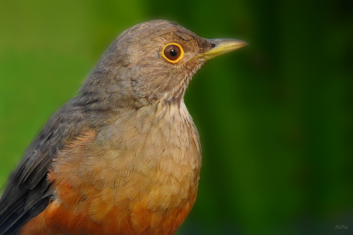 Turdus rufiventris 