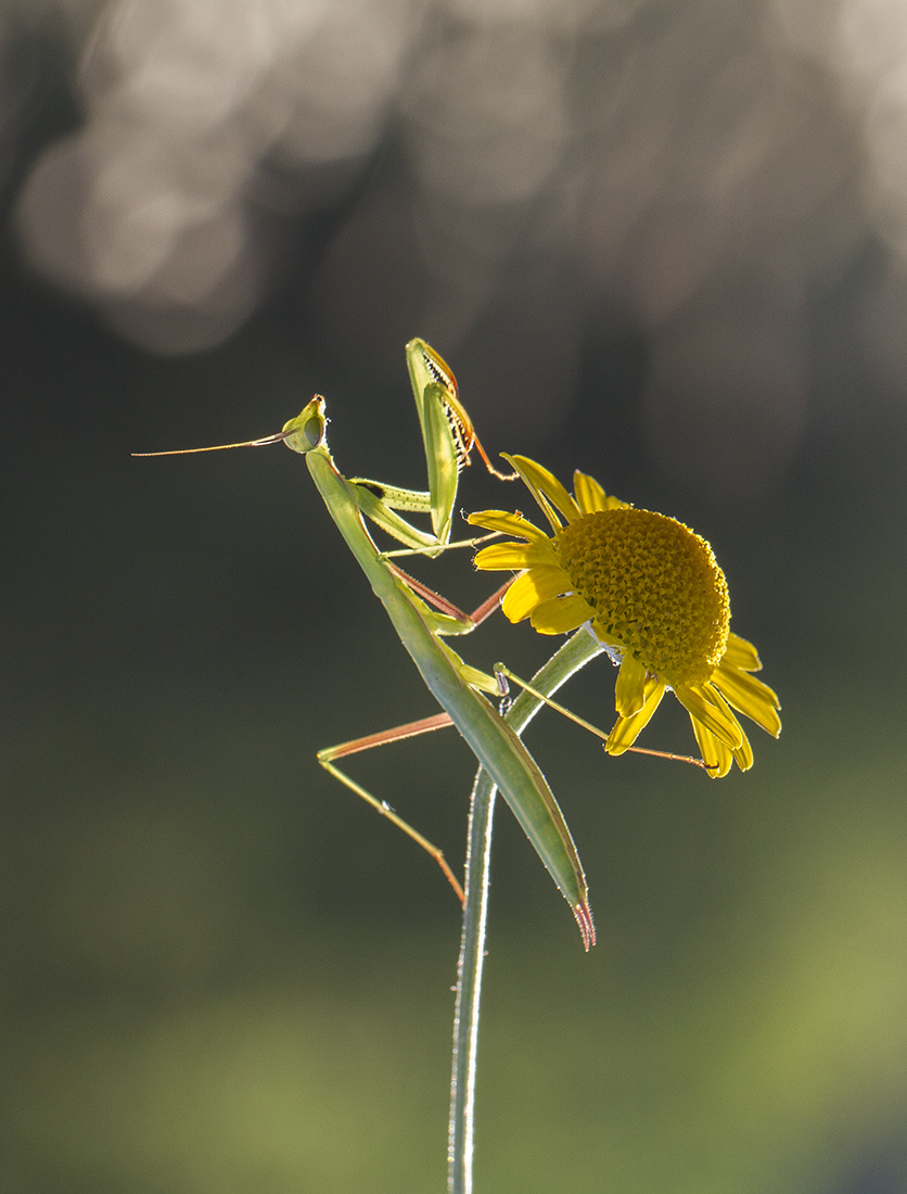 Mantis 