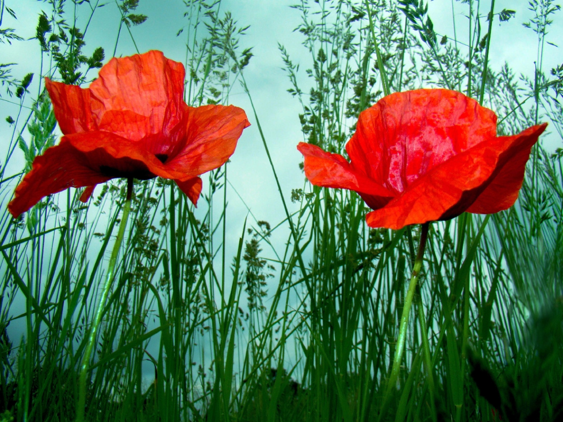 BLÜTEN