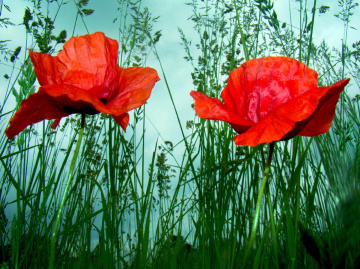 BLÜTEN