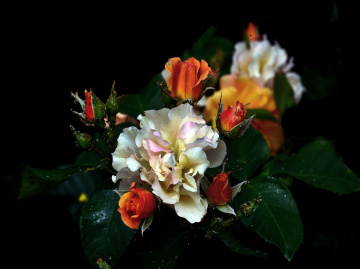 BLÜTEN