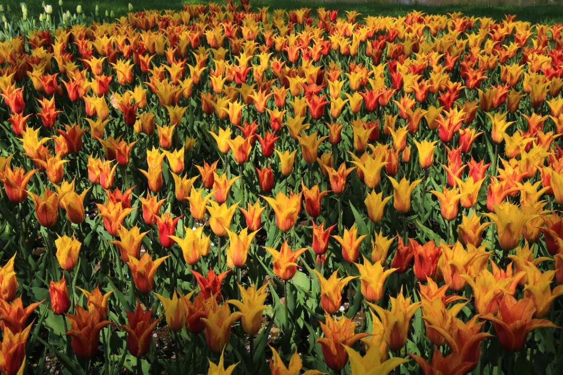 Blooming