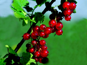 BEEREN