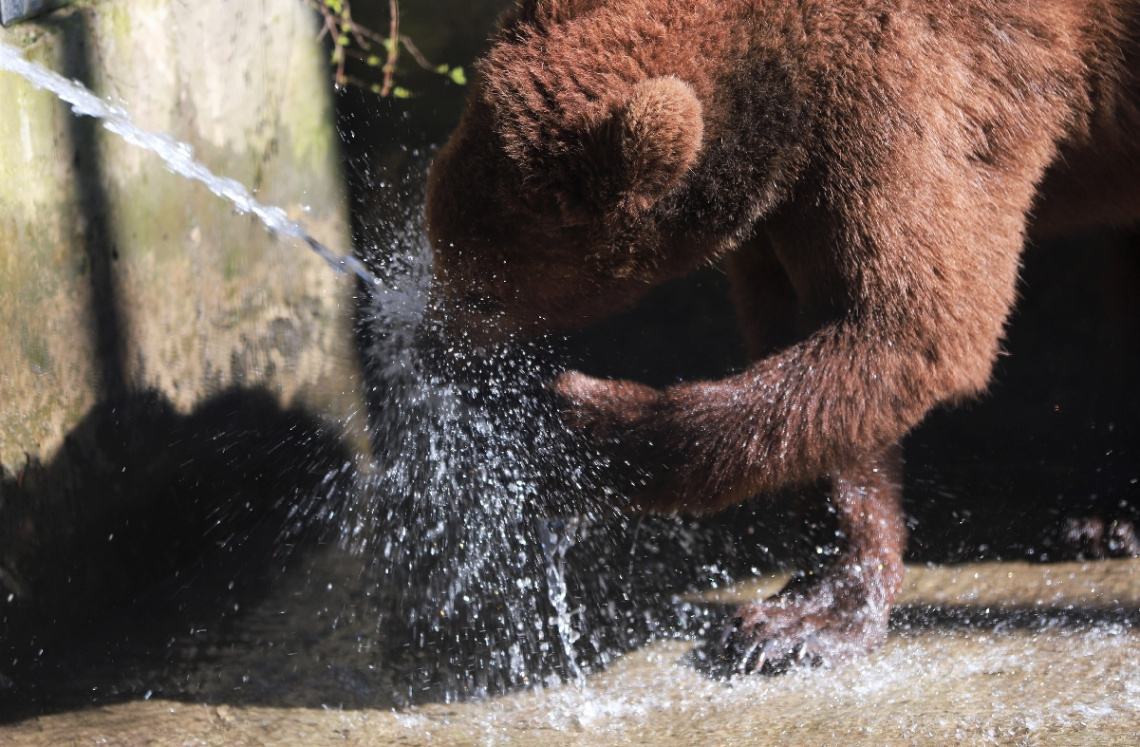  A Moment With A Bear