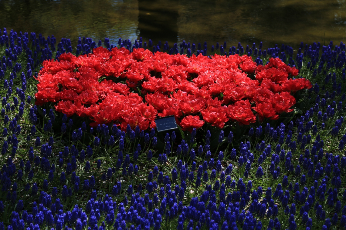 Red and deep blue …