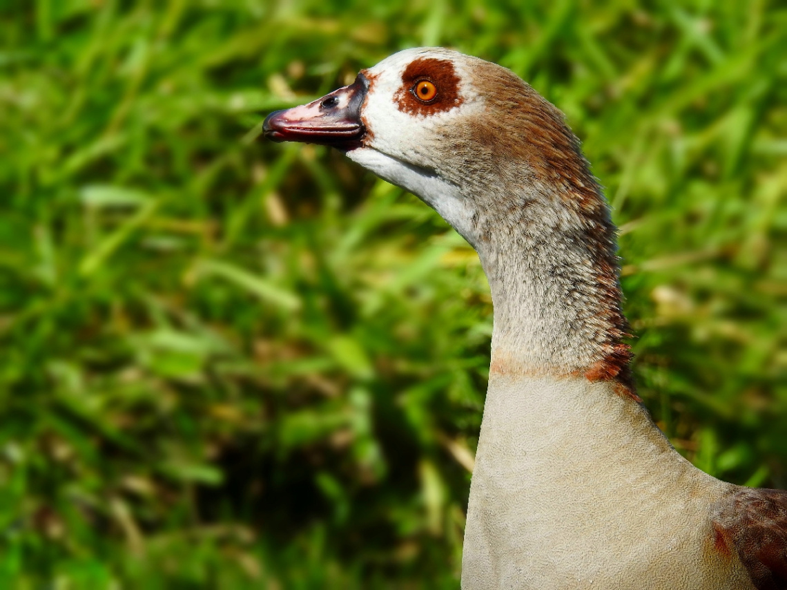 Alopochen aegyptiaca