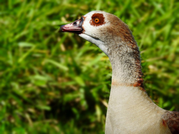 Alopochen aegyptiaca