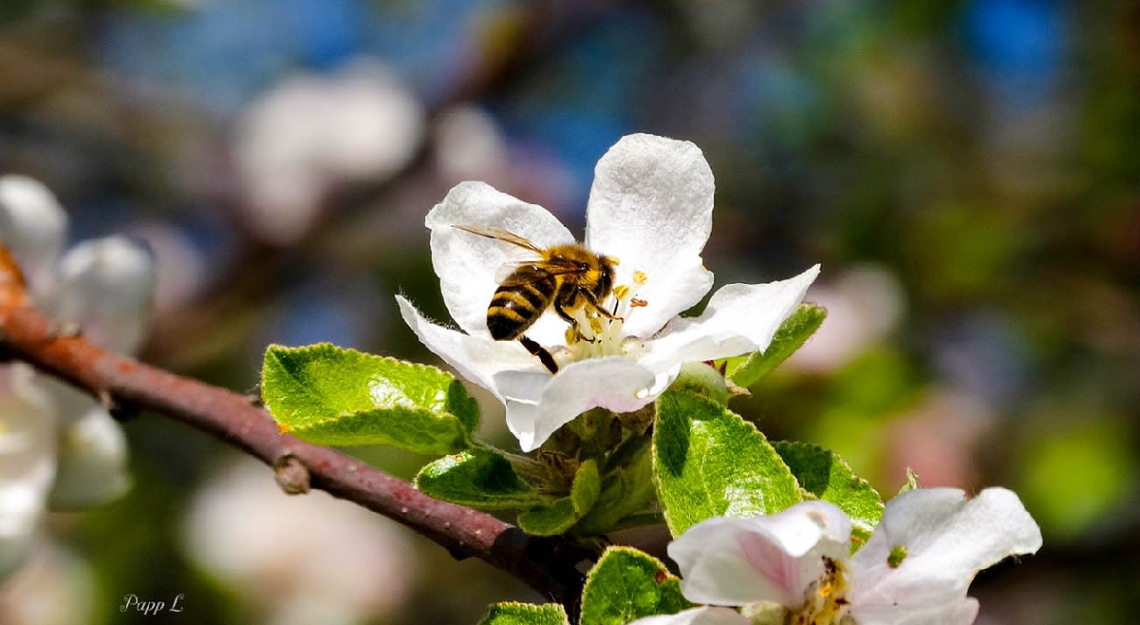 Bee