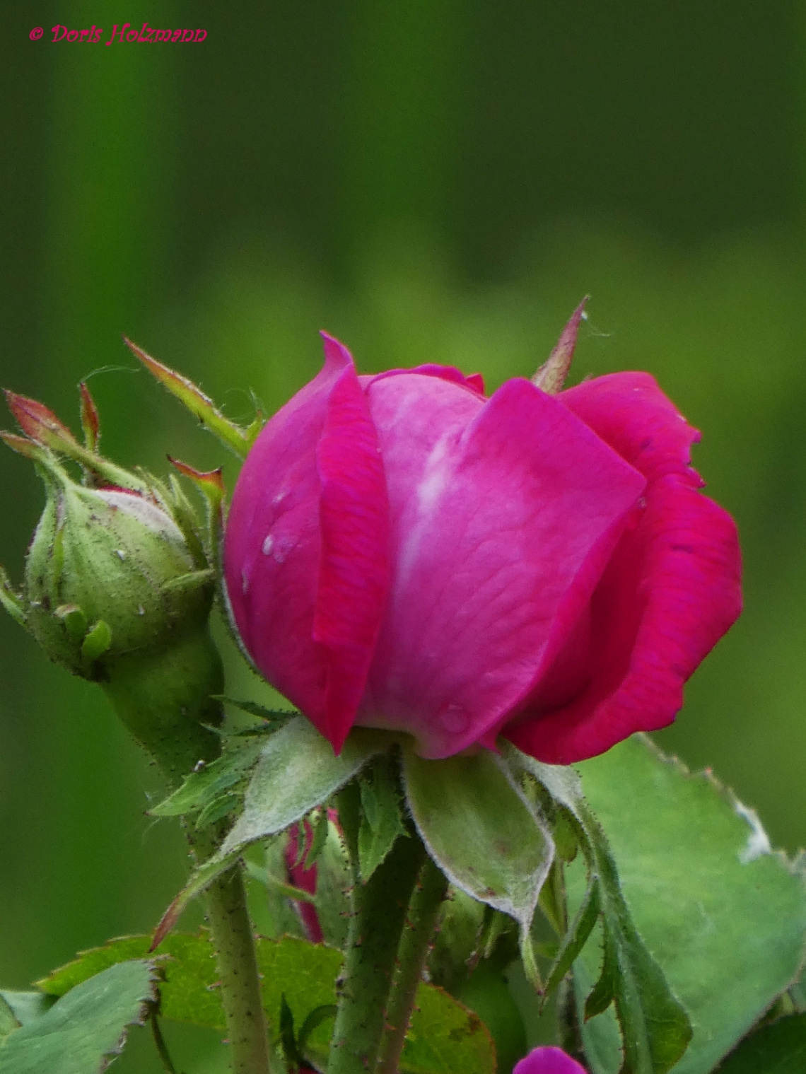 Rose