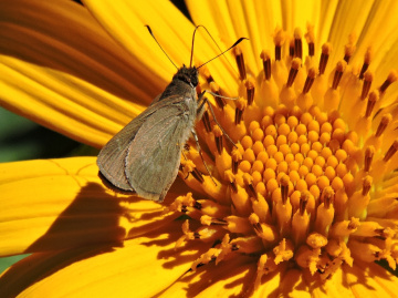 Mini Butterfly 