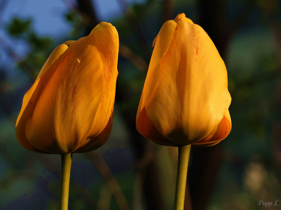 Tulipán