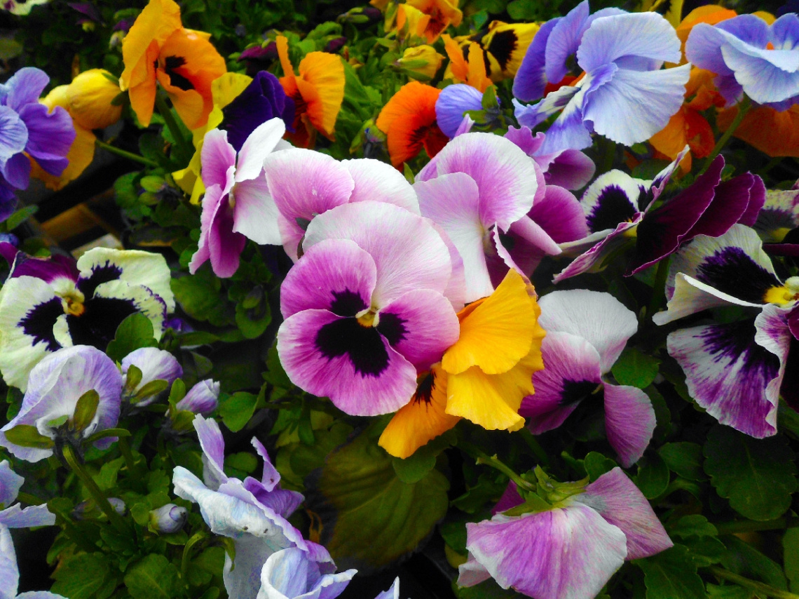 BLÜTEN