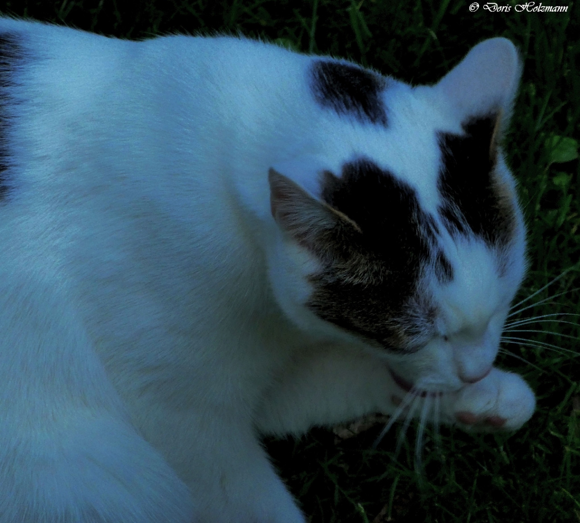 Katzenwäsche ;-)