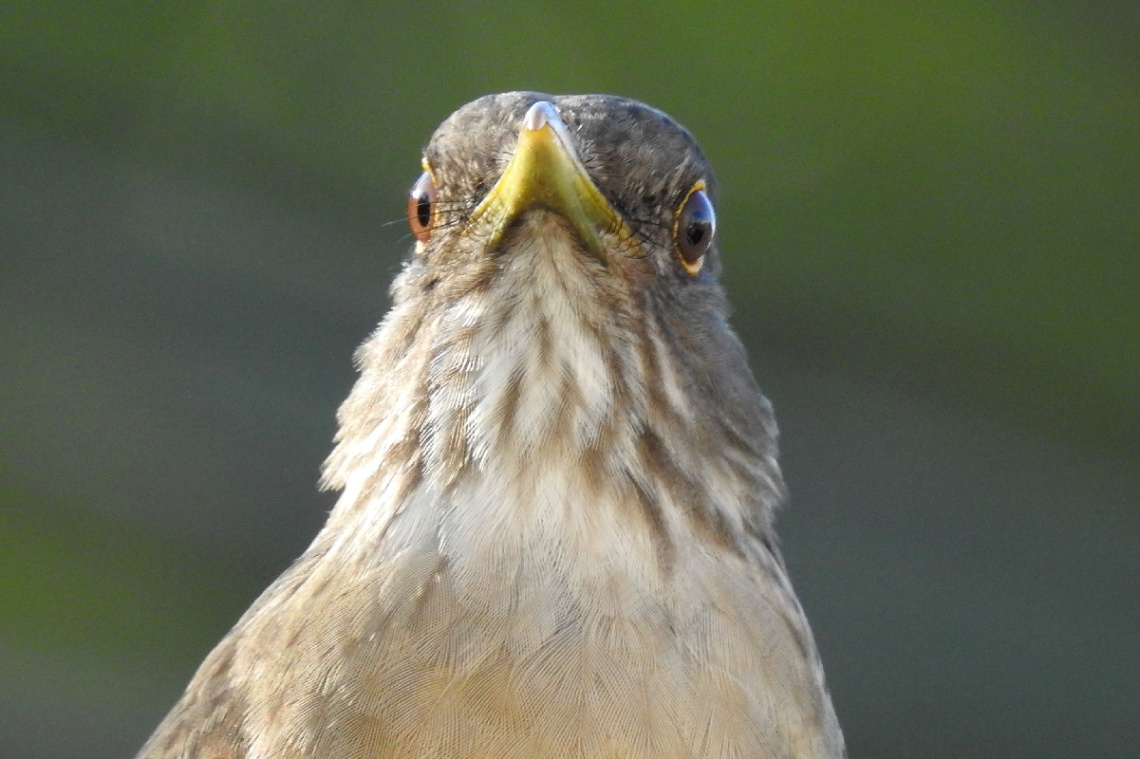 Turdus rufiventris 