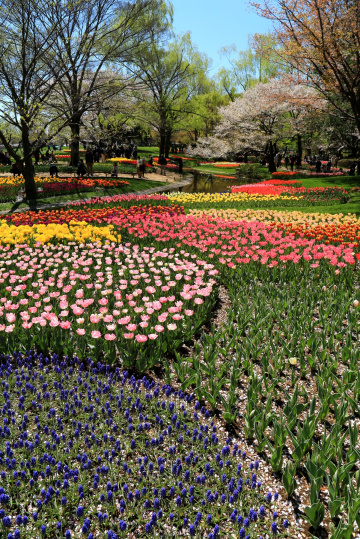 Tulip garden