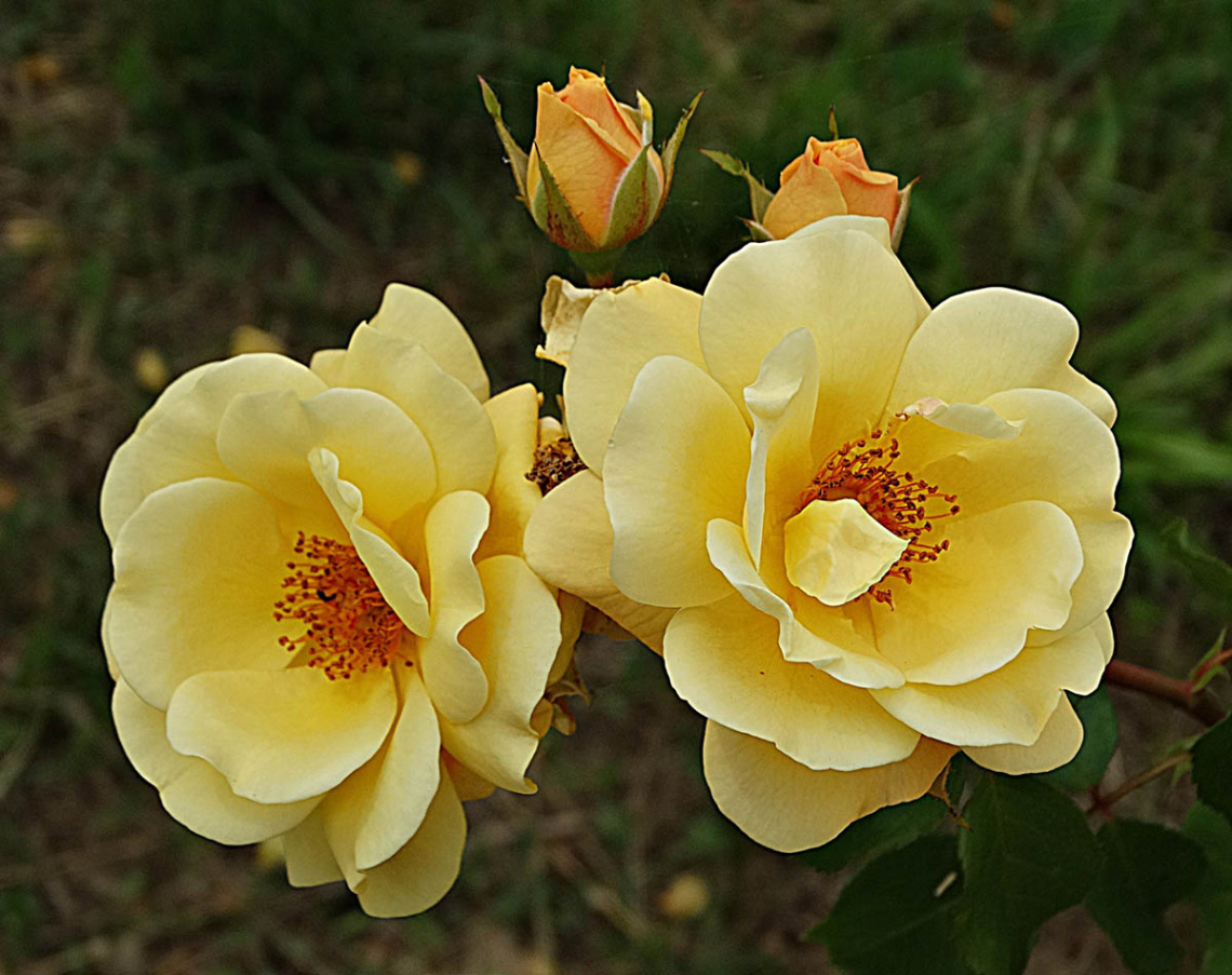 Yellow Rose