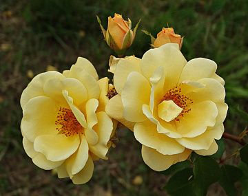 Yellow Rose