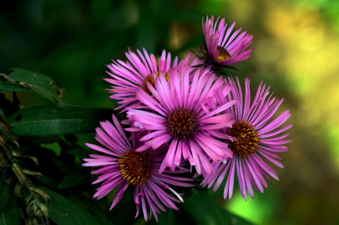 BLÜTEN
