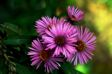 BLÜTEN