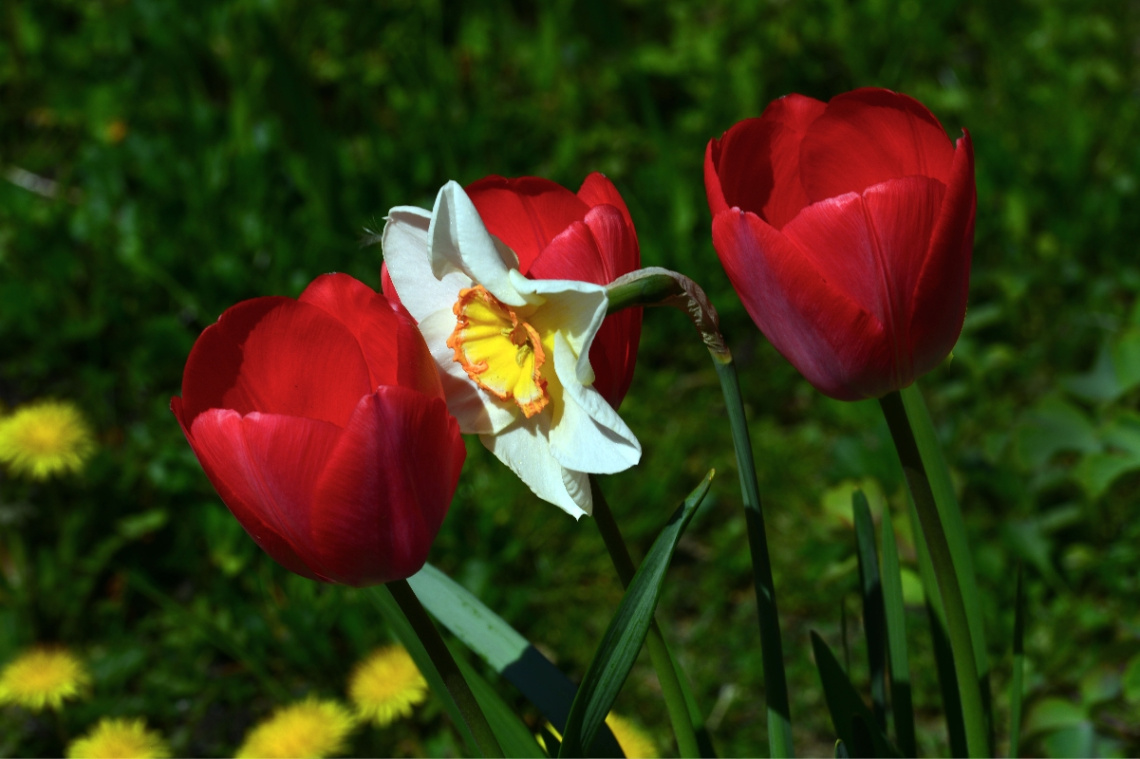 BLÜTEN