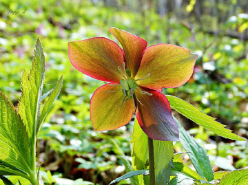 forest flower