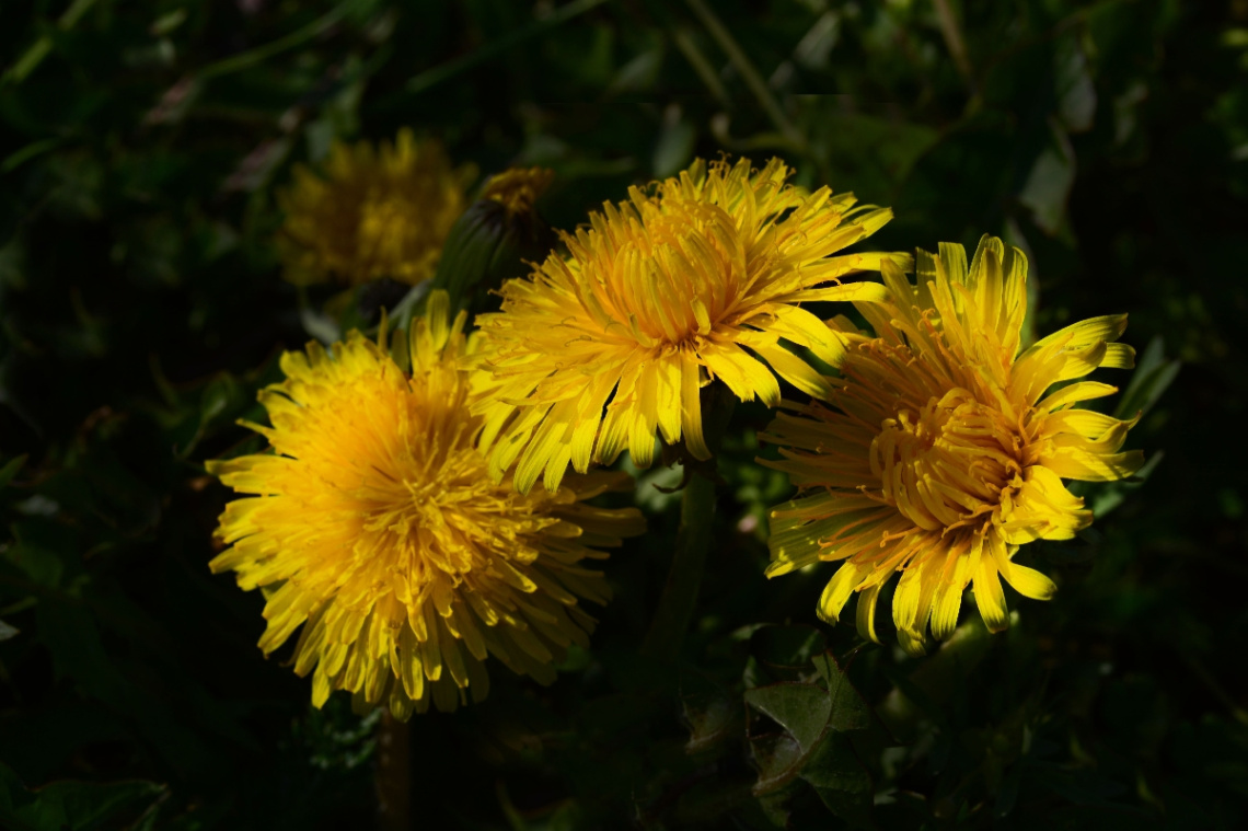 BLÜTEN