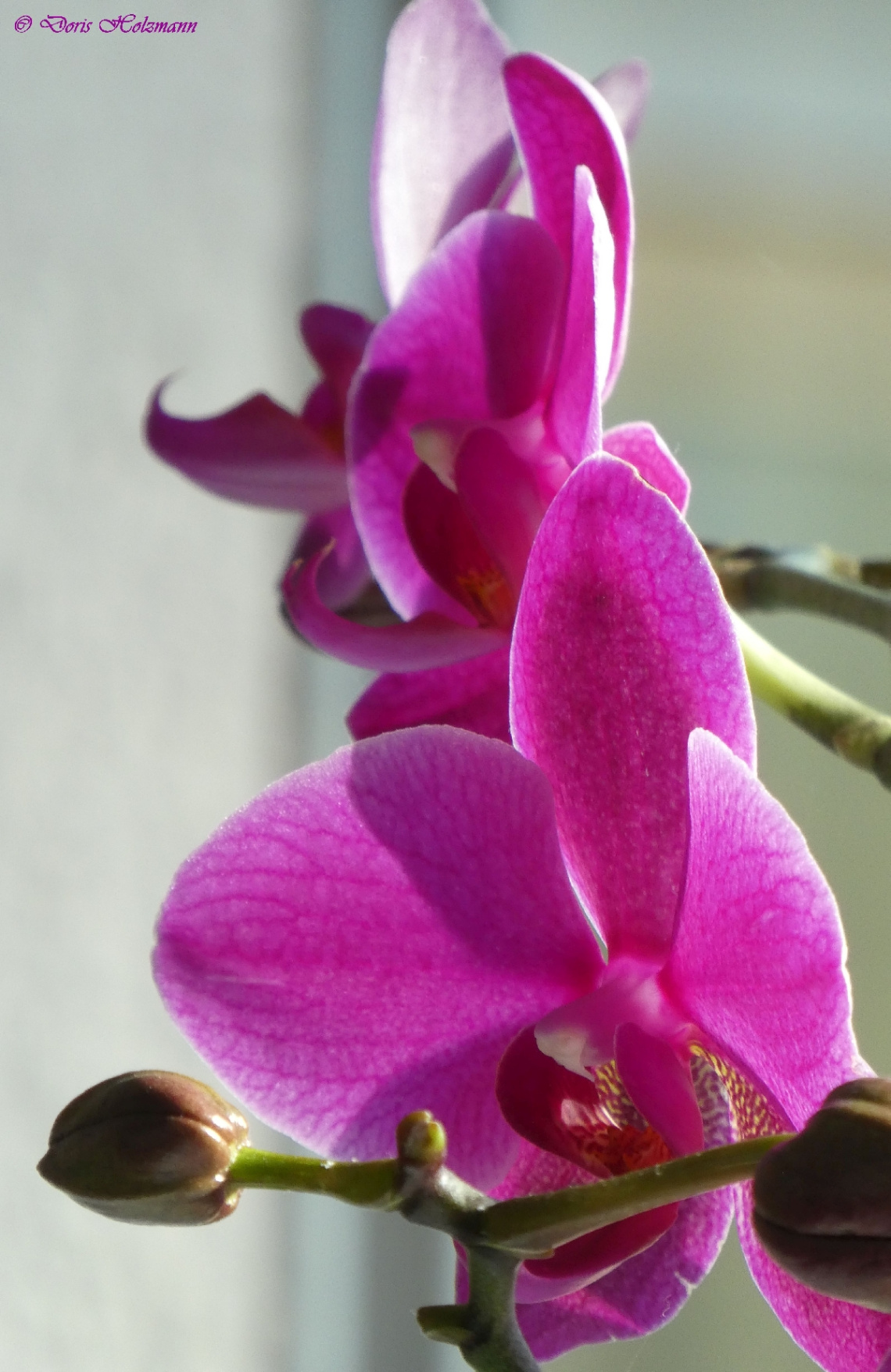Orchidee