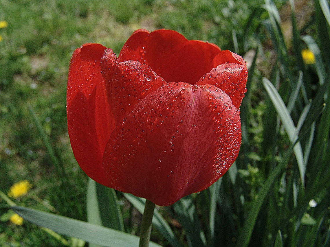 red tulip