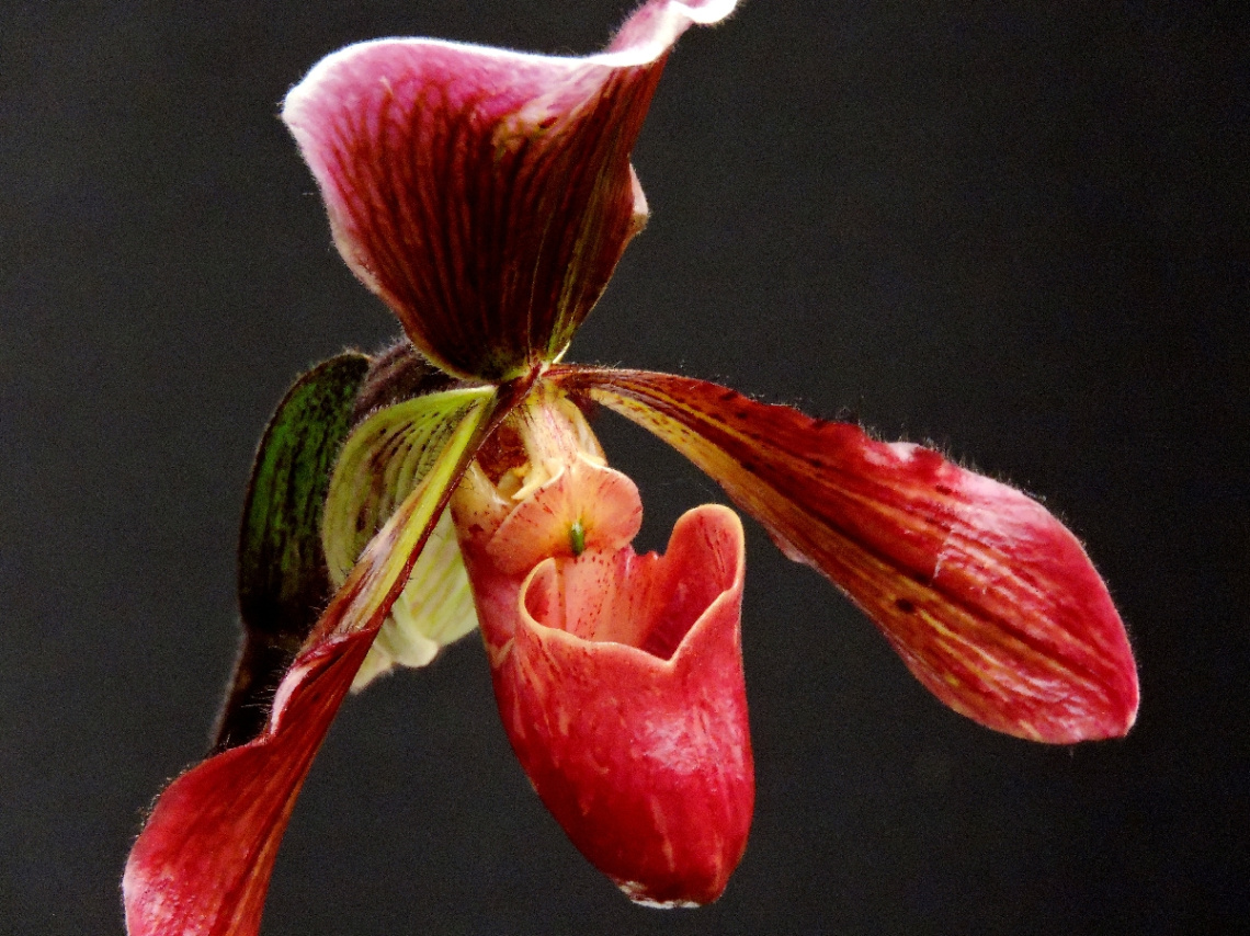Paphiopedilum