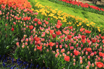 Colours line