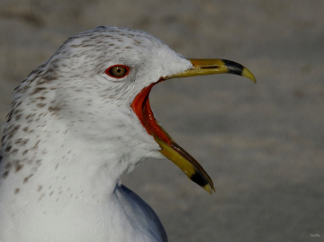 Silver Gull