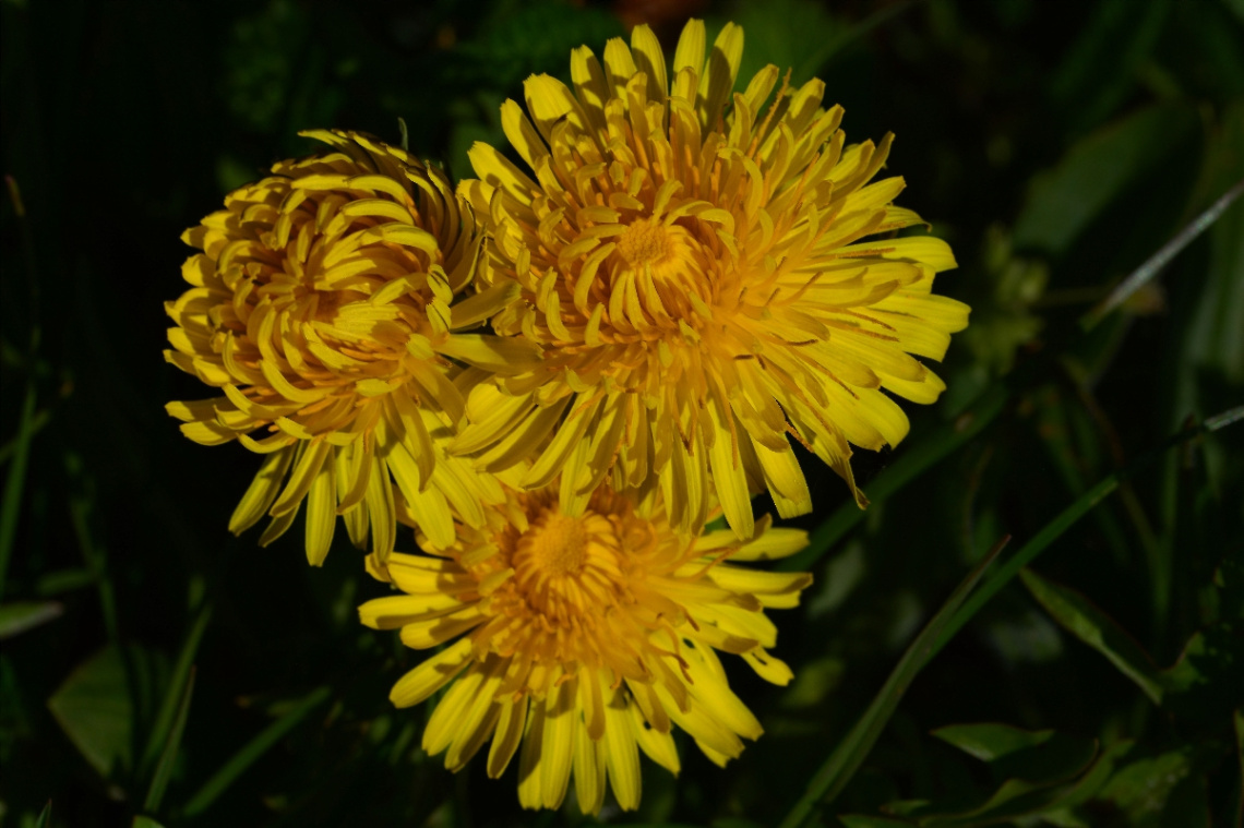 BLÜTEN