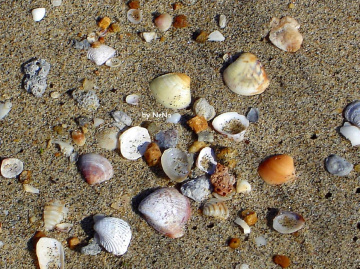 Shells 