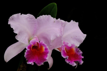 Cattleya