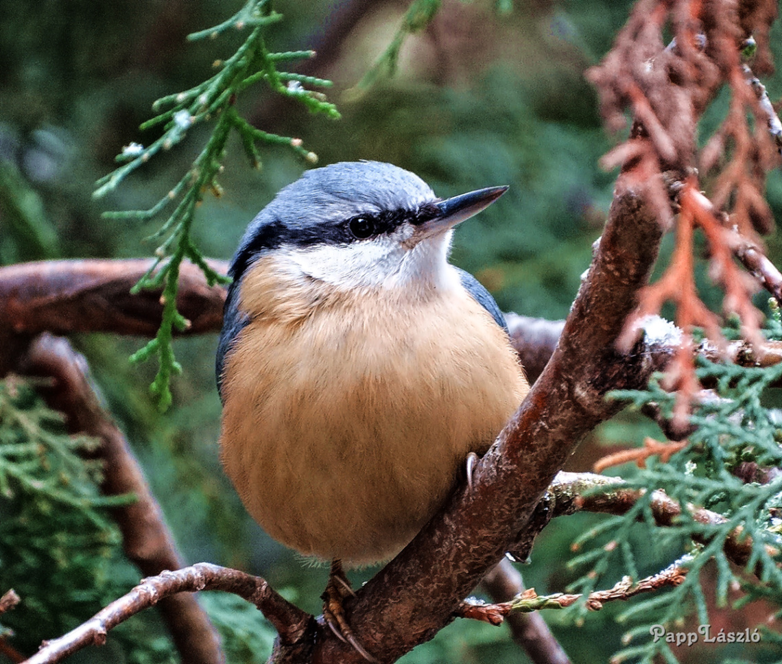 songbird