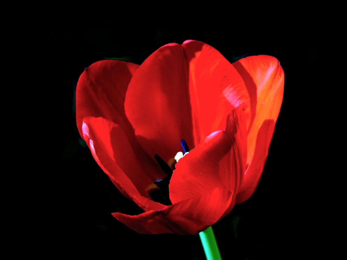 BLÜTE