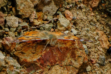 Kelebek