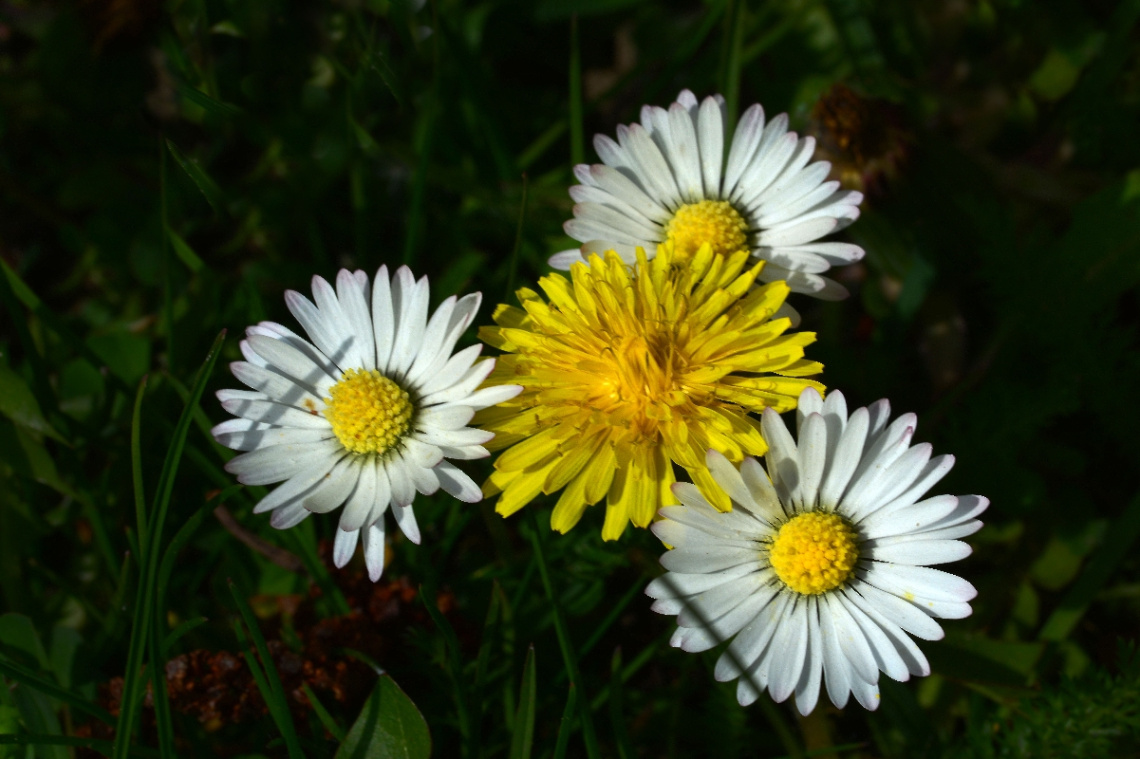 BLÜTEN
