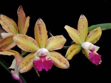 Cattleya granulosa